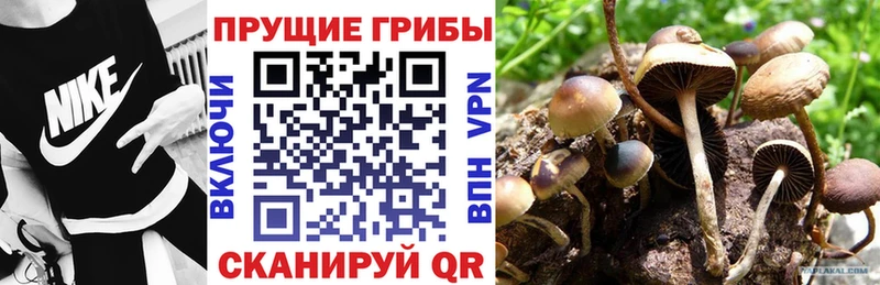 Псилоцибиновые грибы Psilocybe Купить закладки Валуйки